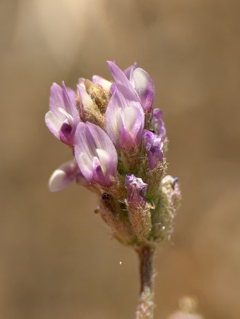 Astragalus didymocarpus var. didymocarpus photo 2