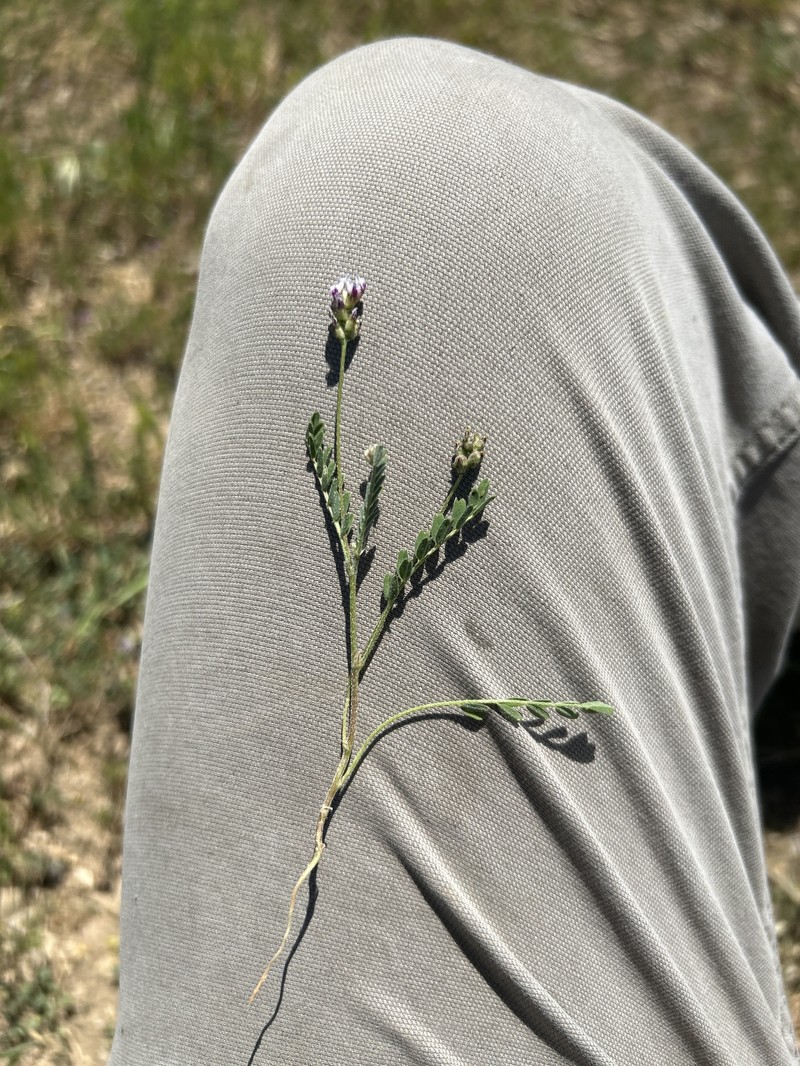 Astragalus didymocarpus var. didymocarpus