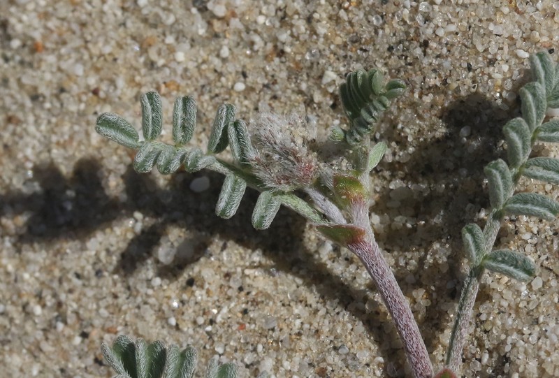 Astragalus didymocarpus var. dispermus