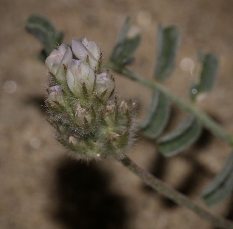 Astragalus didymocarpus var. dispermus photo 2