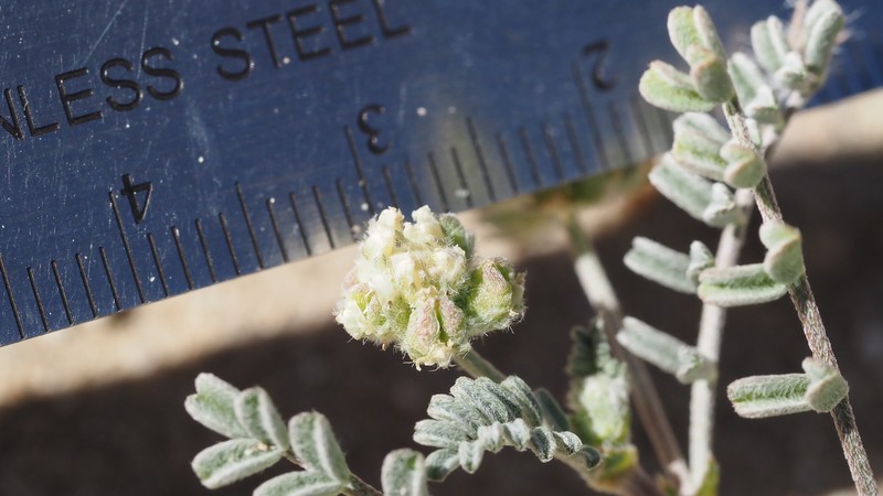 Astragalus didymocarpus var. dispermus photo 3