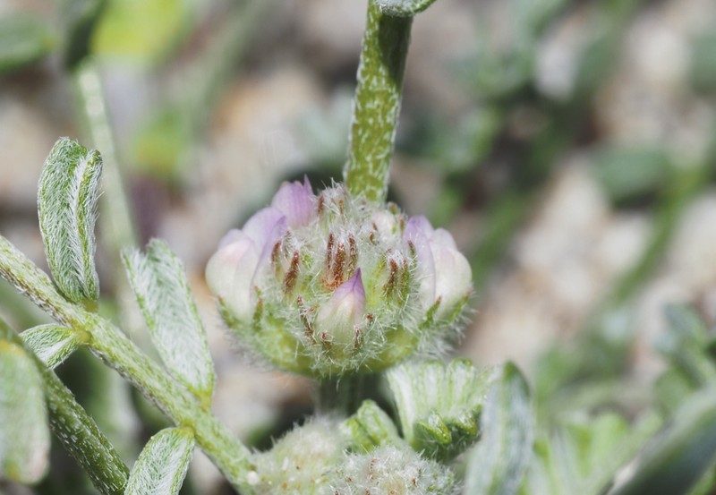 Astragalus didymocarpus var. dispermus photo 4