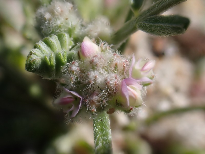 Astragalus didymocarpus var. dispermus photo 5