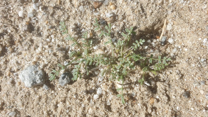 Astragalus didymocarpus var. dispermus photo 6