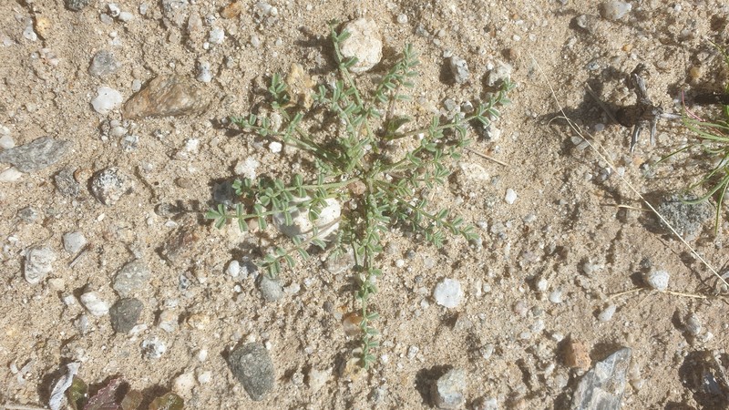 Astragalus didymocarpus var. dispermus photo 7