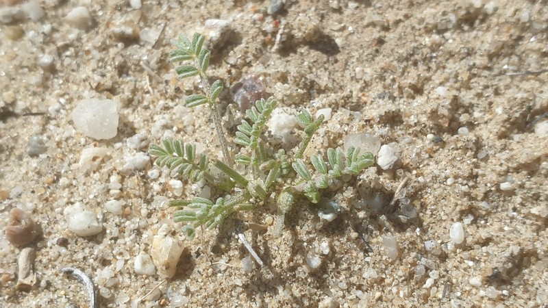 Astragalus didymocarpus var. dispermus photo 8