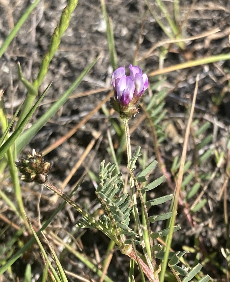 Astragalus didymocarpus var. milesianus