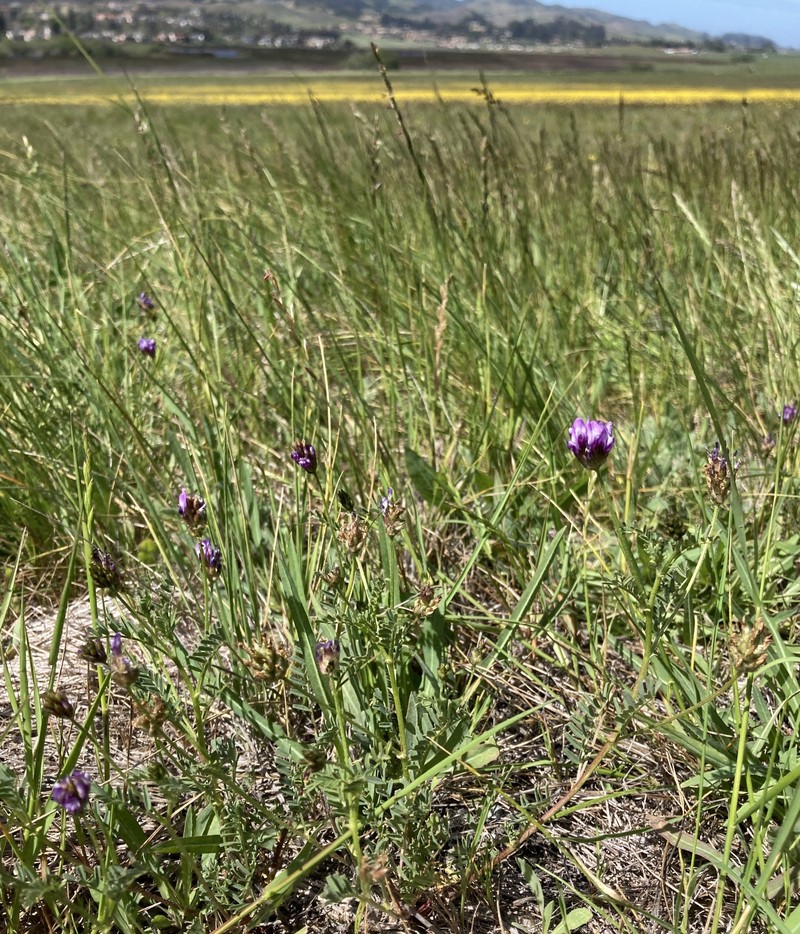 Astragalus didymocarpus var. milesianus photo 2