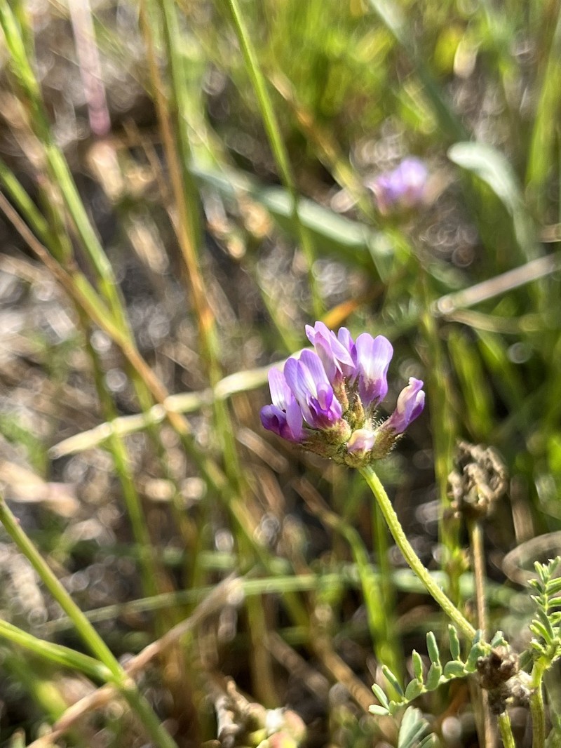 Astragalus didymocarpus var. milesianus photo 3
