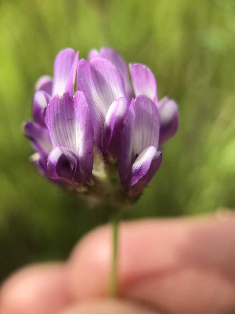 Astragalus didymocarpus var. milesianus photo 4