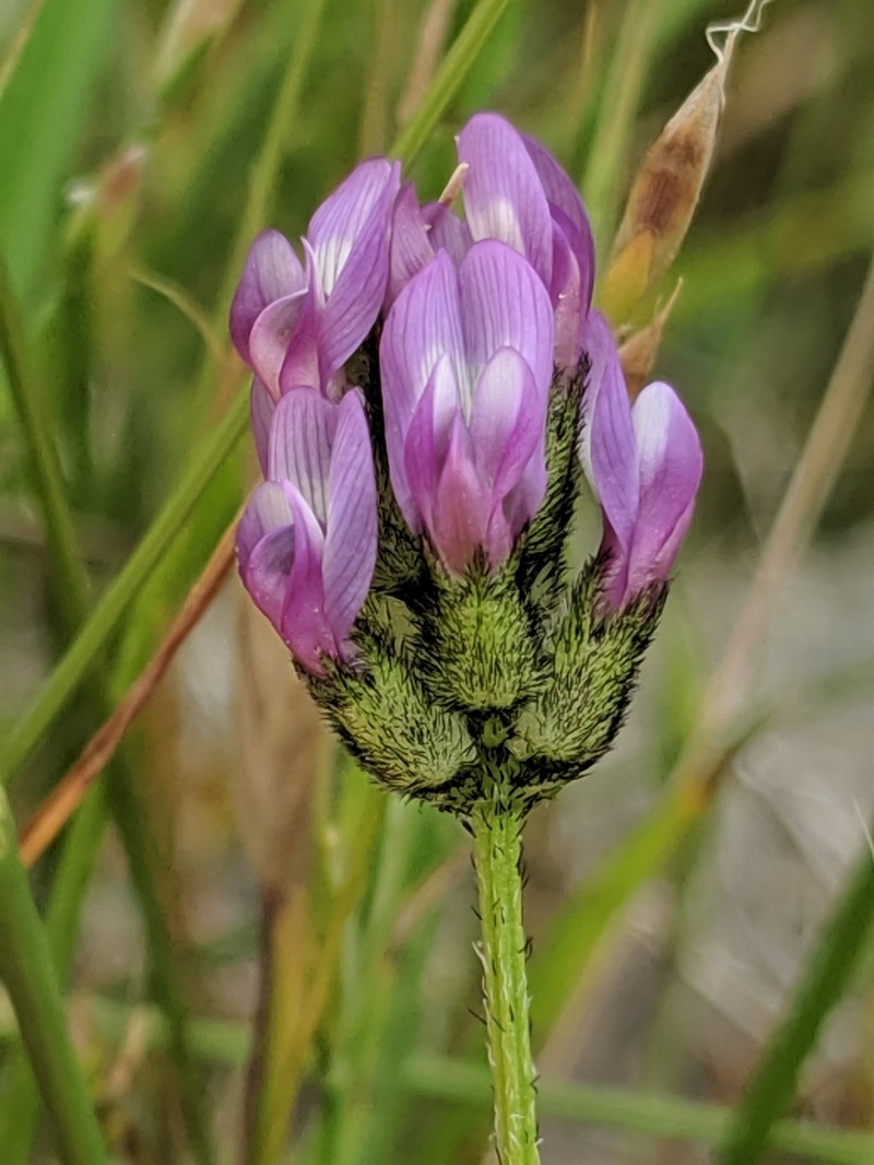 Astragalus didymocarpus var. milesianus photo 5