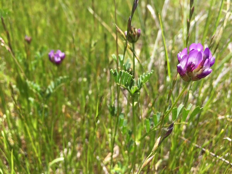 Astragalus didymocarpus var. milesianus photo 6