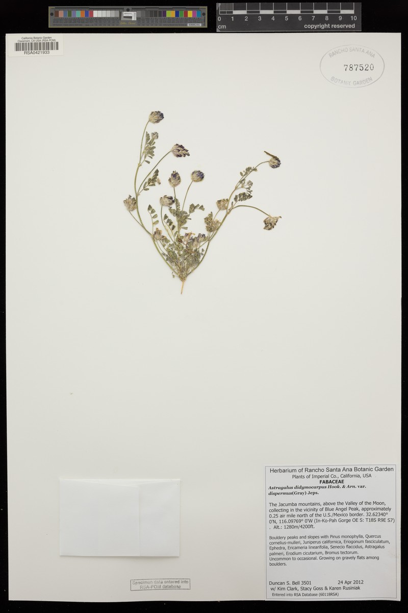 Astragalus didymocarpus var. obispoensis photo 3