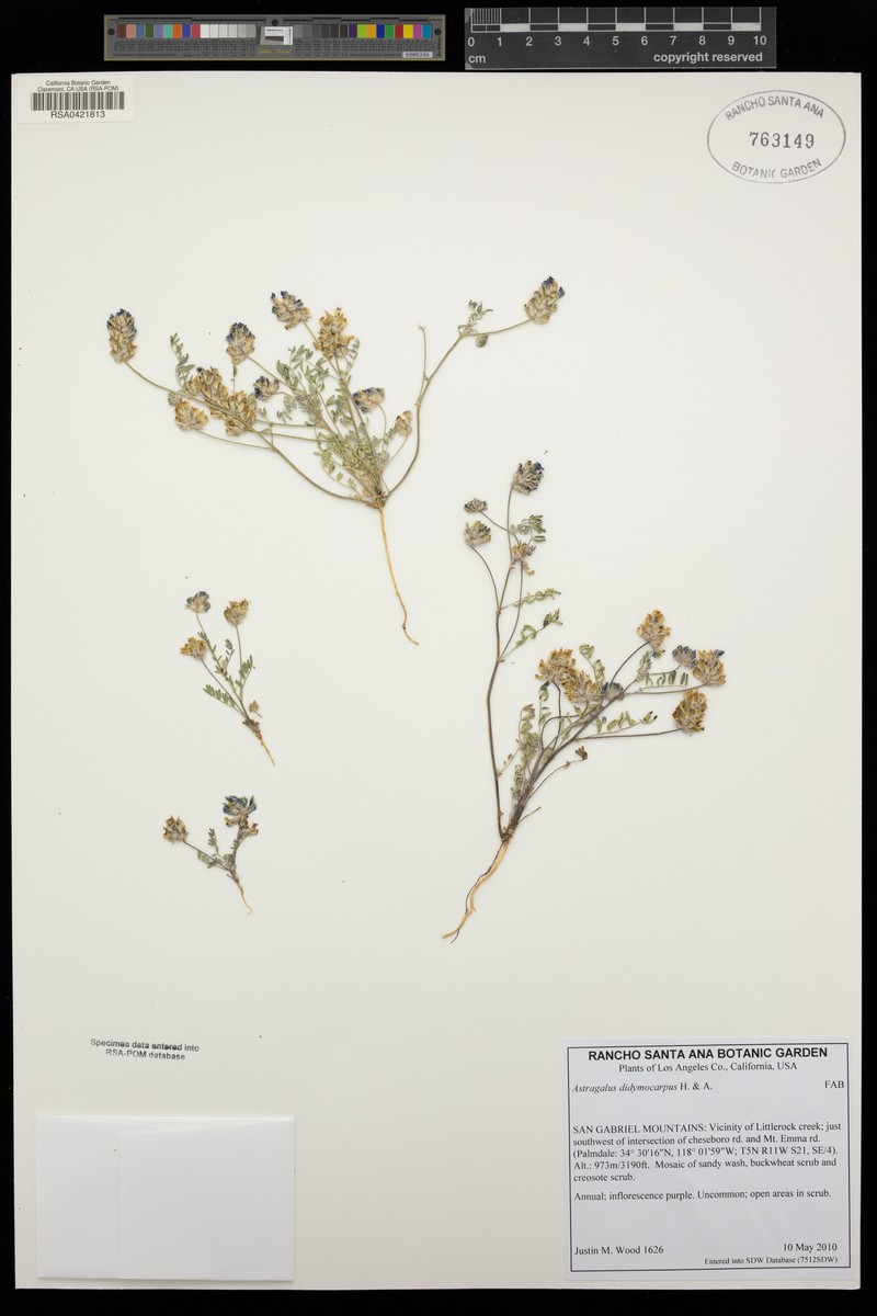 Astragalus didymocarpus var. obispoensis photo 4