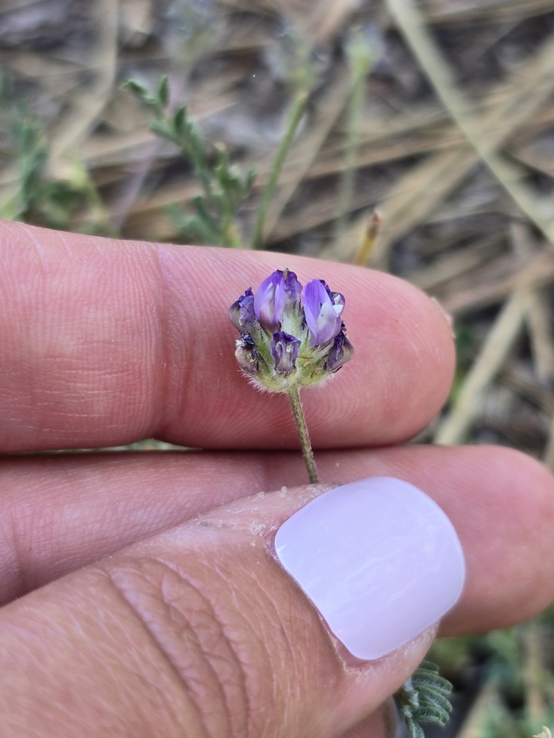 Astragalus didymocarpus var. obispoensis