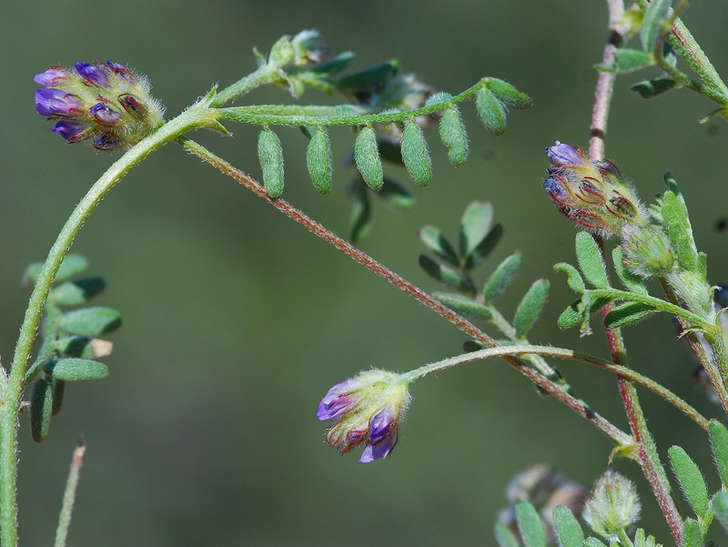 Astragalus didymocarpus var. obispoensis photo 2