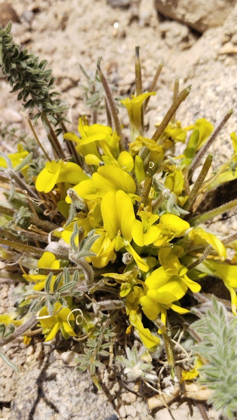 Astragalus dignus photo 2