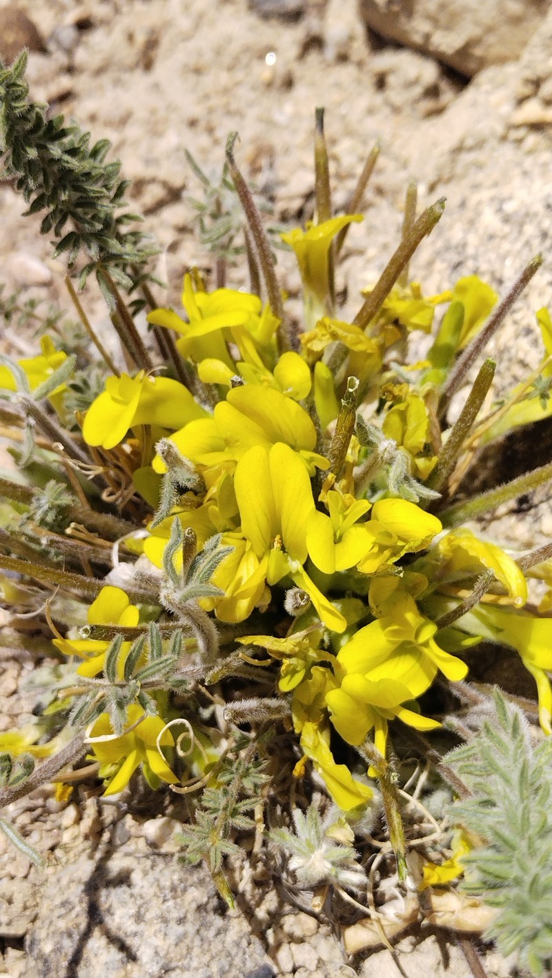 Astragalus dignus photo 3