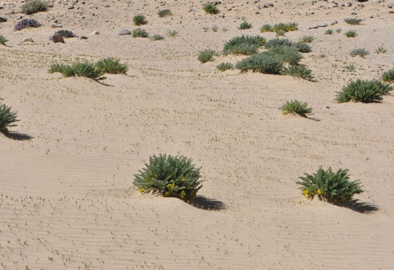 Astragalus dignus