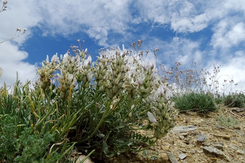 Astragalus dilutus photo 2