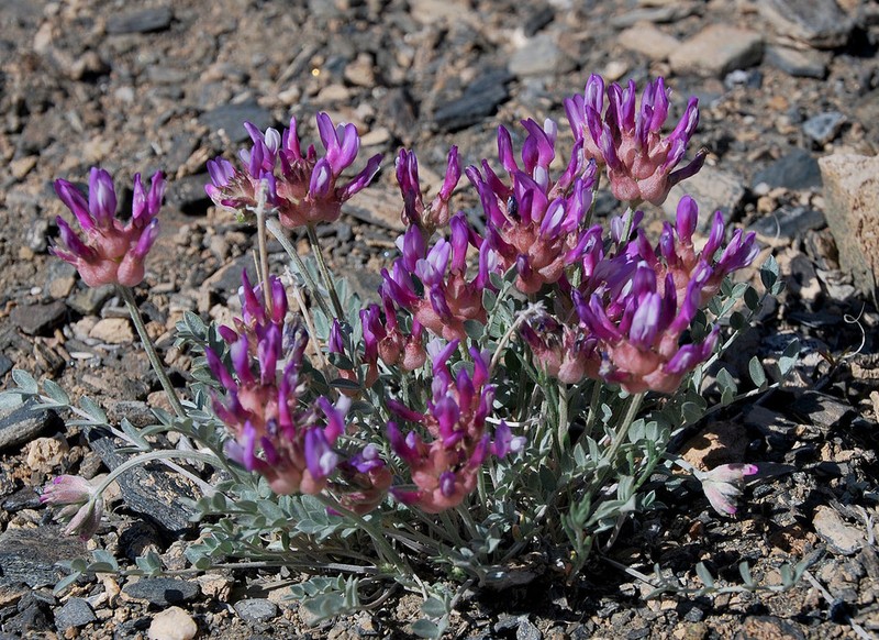 Astragalus dilutus photo 3