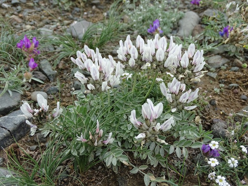 Astragalus dilutus photo 4