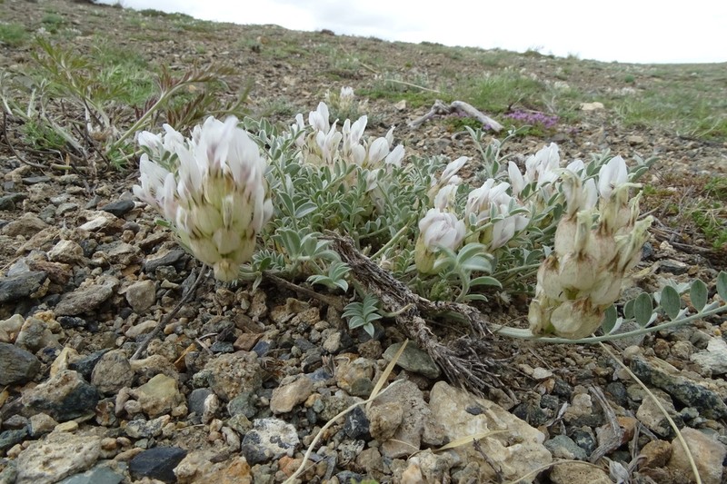 Astragalus dilutus photo 5