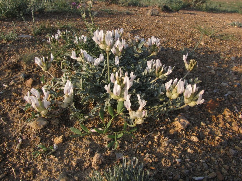 Astragalus dilutus photo 6