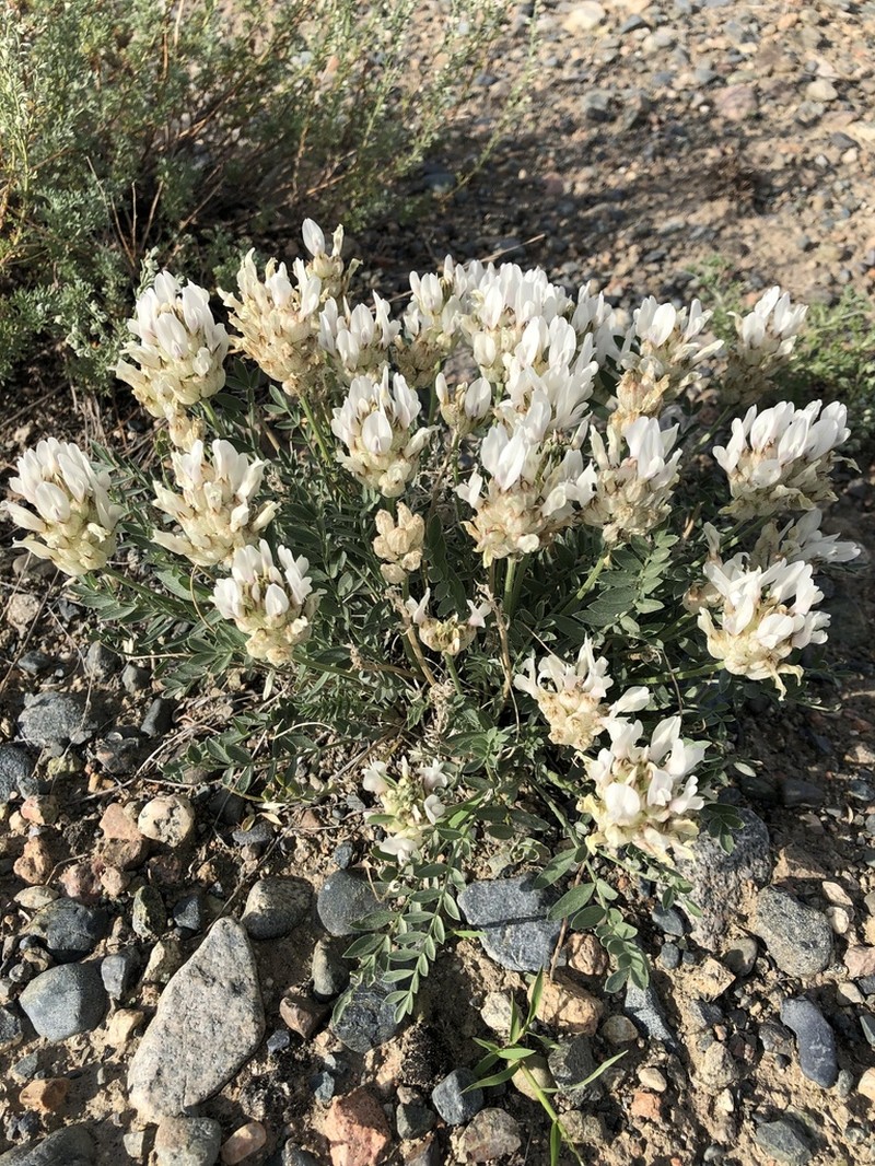 Astragalus dilutus photo 7