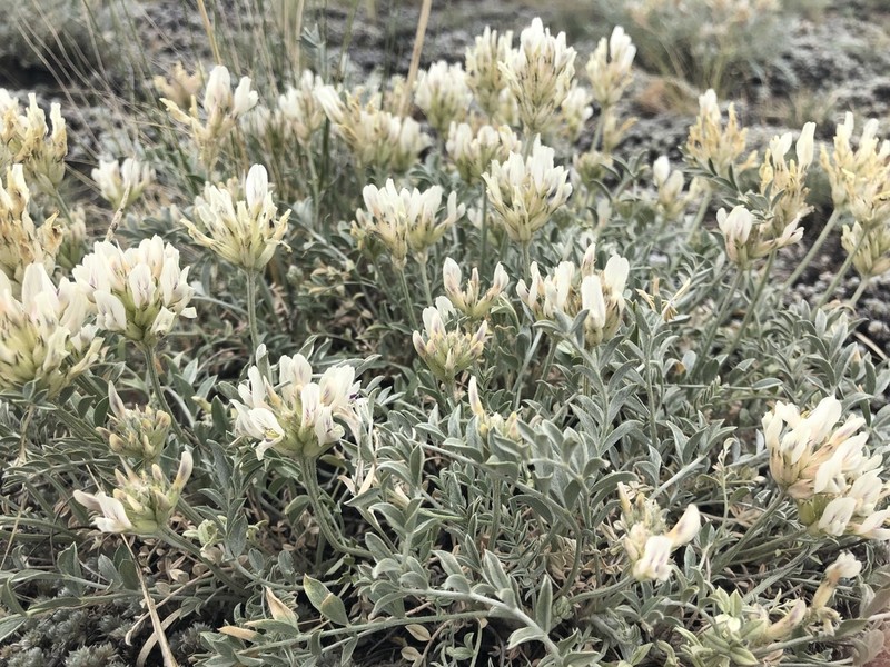 Astragalus dilutus photo 8
