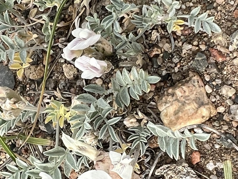 Astragalus dilutus