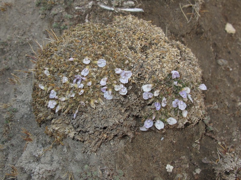 Astragalus diminutivus photo 3