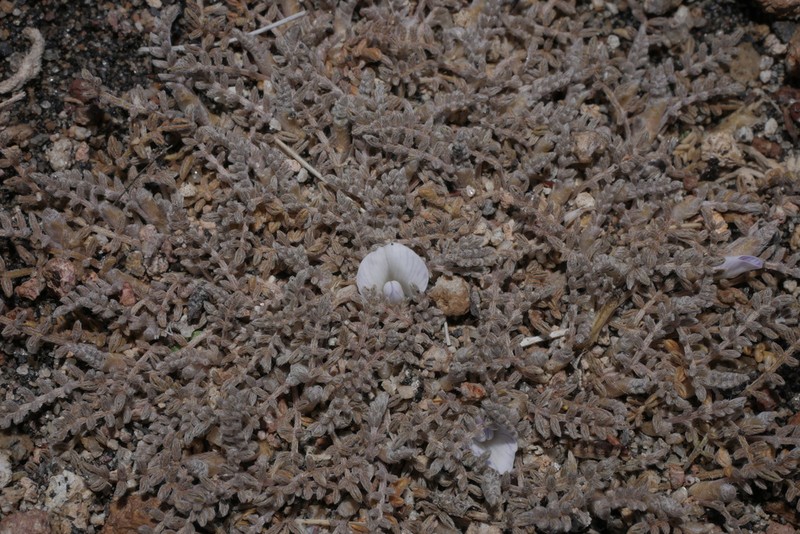 Astragalus diminutivus photo 4