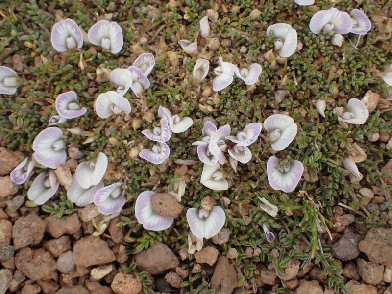 Astragalus diminutivus photo 5