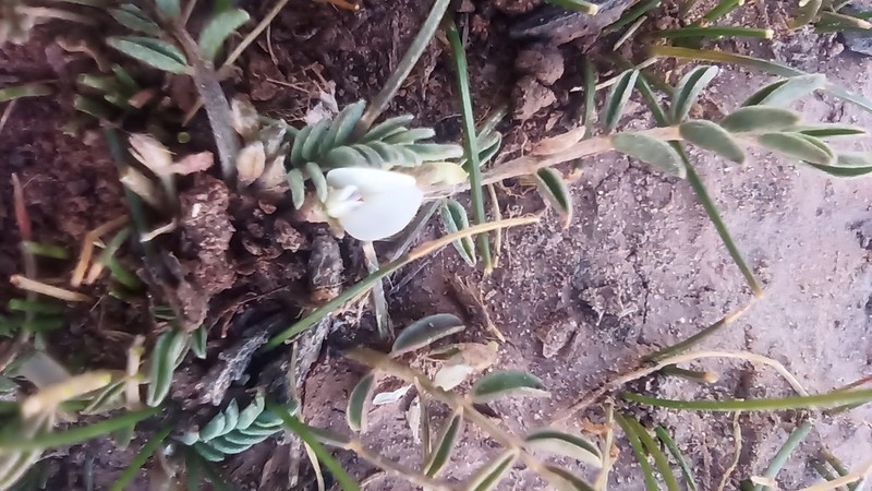 Astragalus diminutivus photo 6