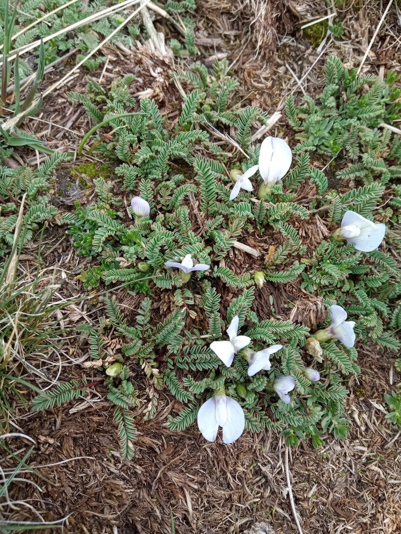 Astragalus diminutivus photo 7