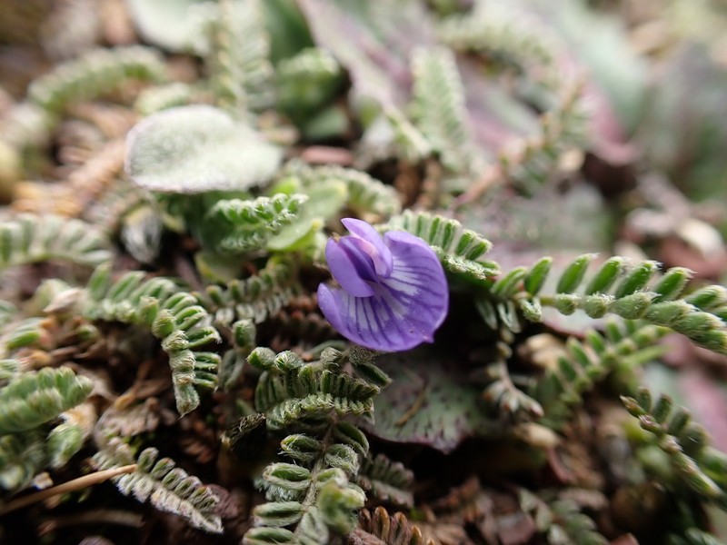 Astragalus diminutivus photo 8