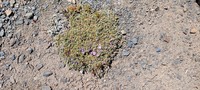 Astragalus diminutivus