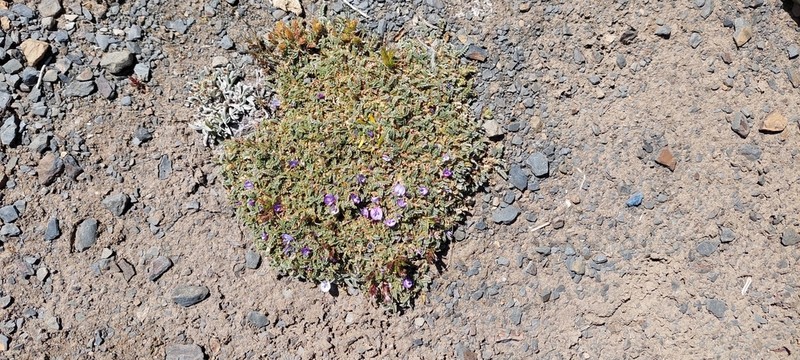 Astragalus diminutivus