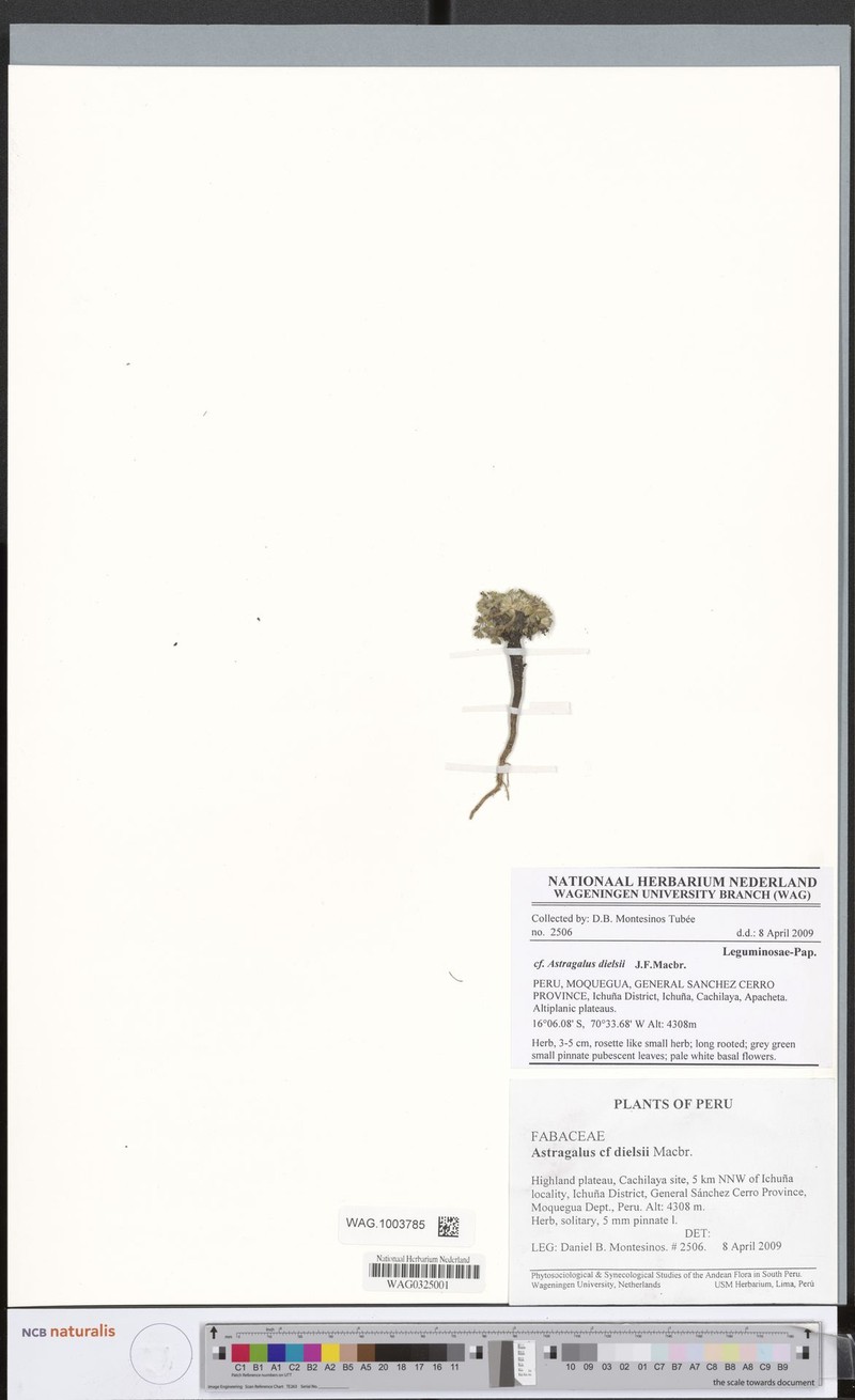 Astragalus diminutivus var. dielsii