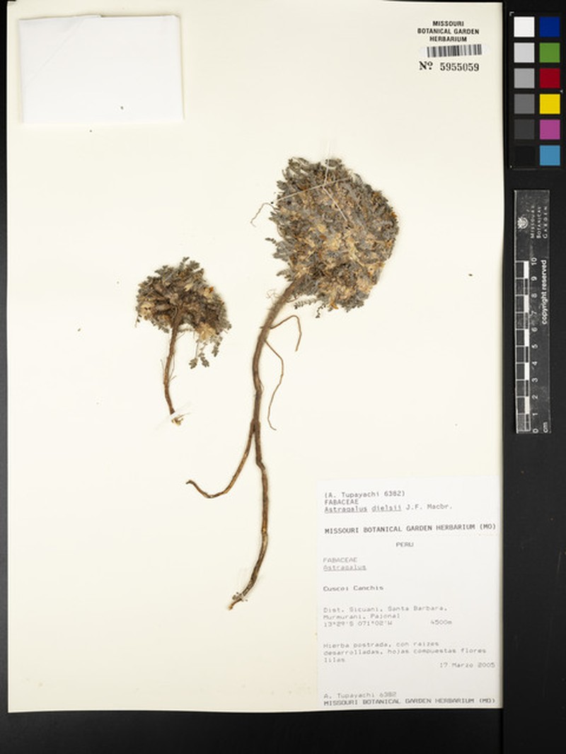 Astragalus diminutivus var. dielsii photo 3