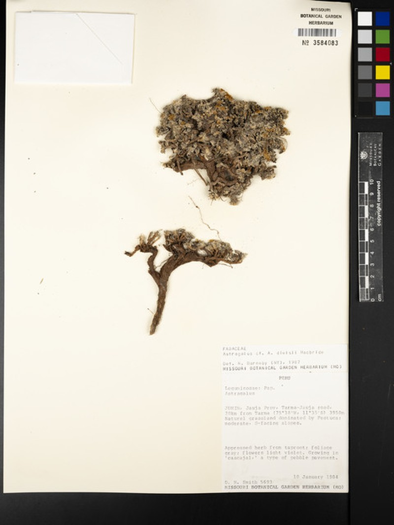 Astragalus diminutivus var. dielsii photo 4