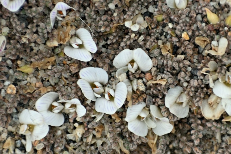 Astragalus diminutivus var. diminutivus