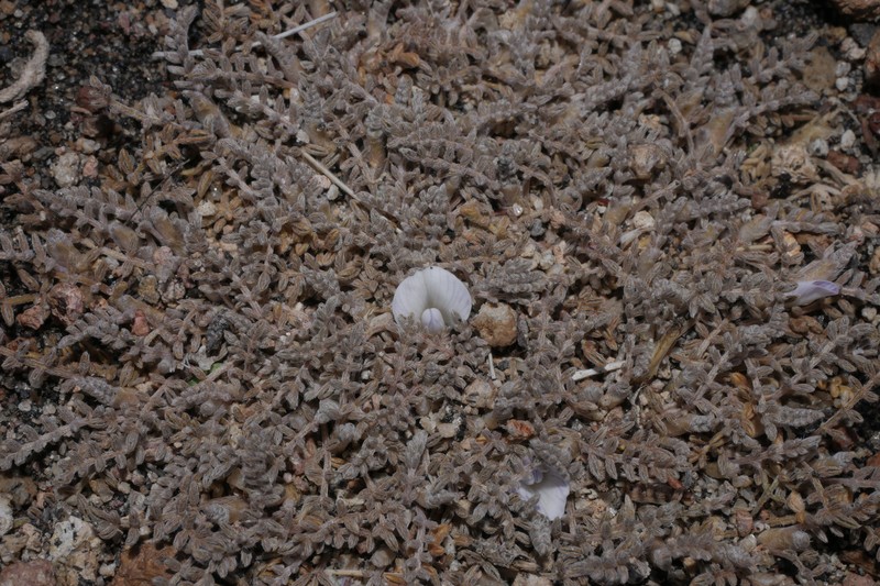 Astragalus diminutivus var. diminutivus photo 2