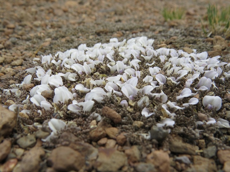 Astragalus diminutivus var. diminutivus photo 3