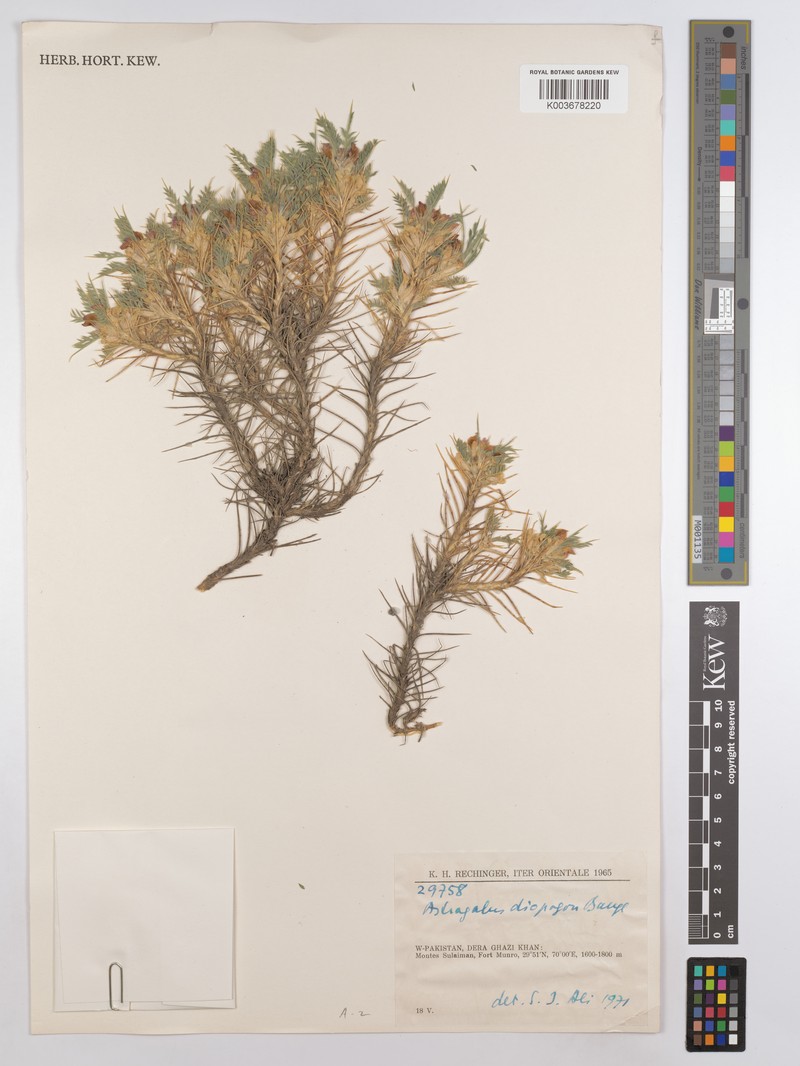 Astragalus diopogon