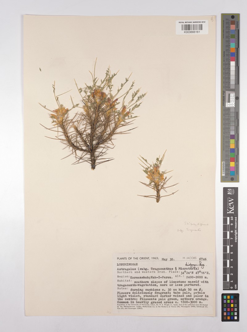 Astragalus diopogon photo 2
