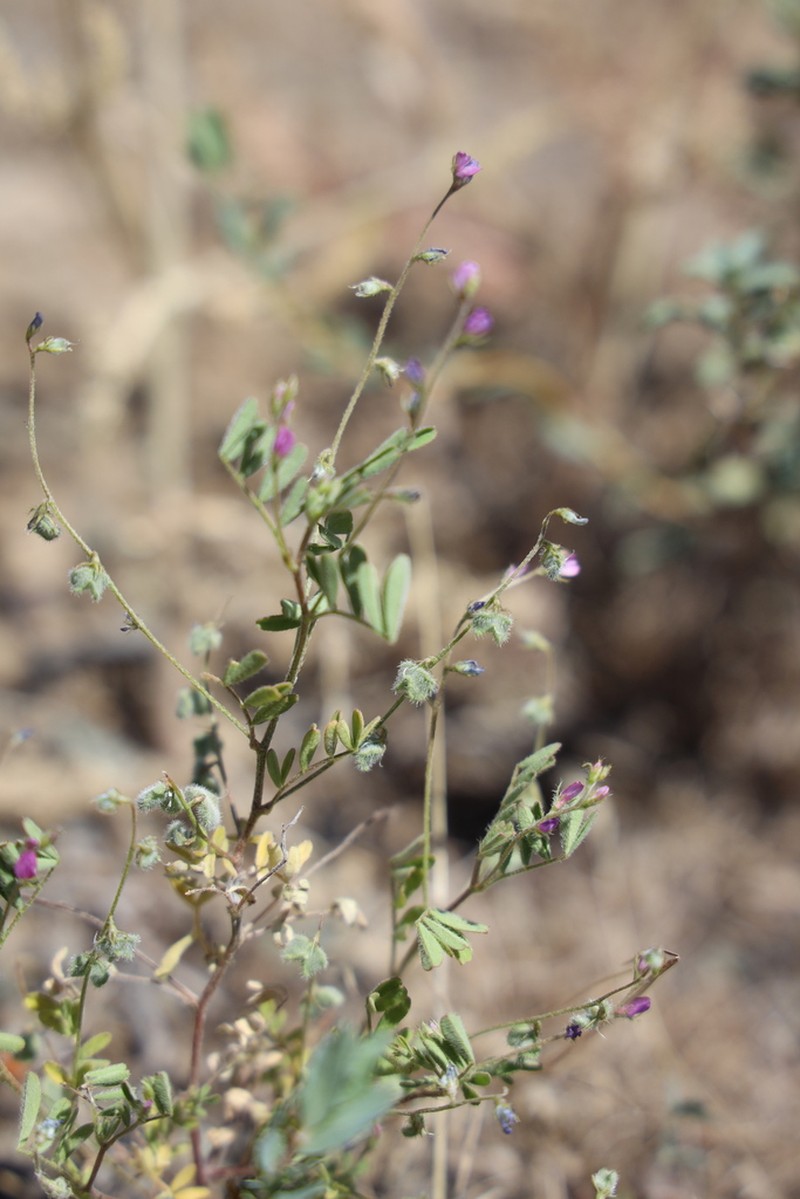 Astragalus dipelta