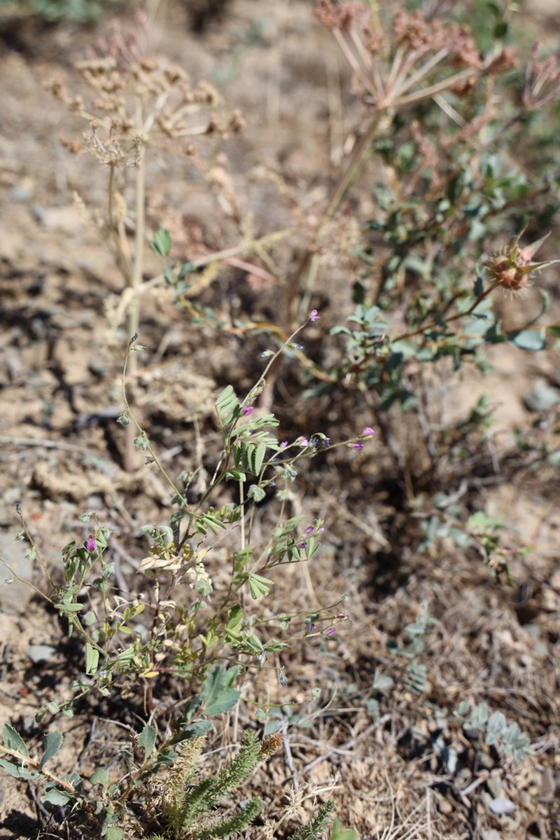 Astragalus dipelta photo 2