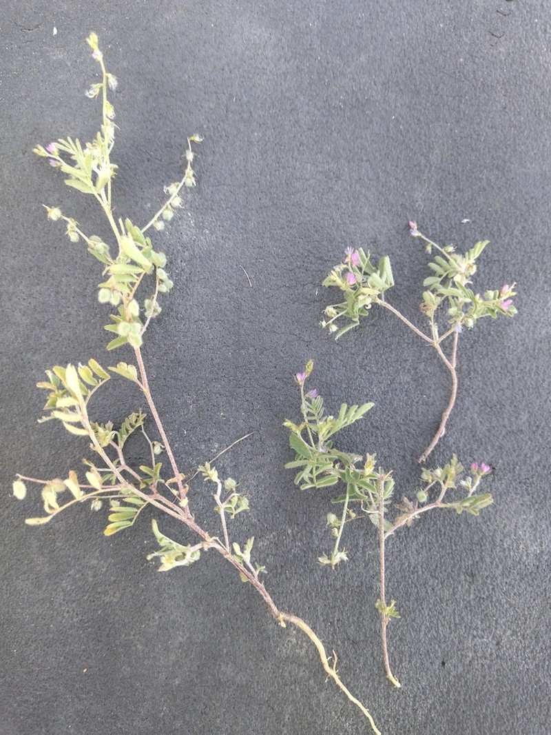 Astragalus dipelta photo 4